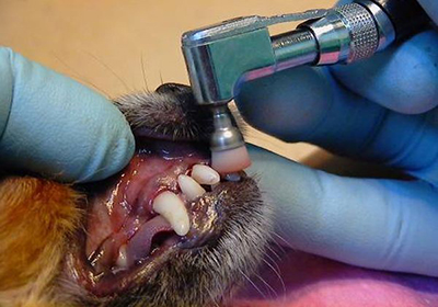 Сколько стоит стерилизовать кошку омске