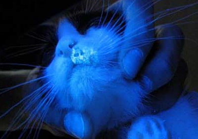 Сколько стоит рентген для кошки в омске