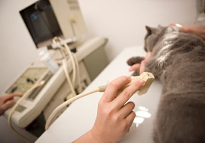 Сколько стоит стерилизация для кошек в красноярске