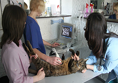 Сколько стоит стерилизовать кошку омск