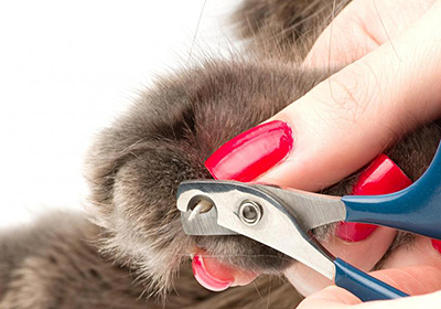 Лечение зубов у кошек в новосибирске