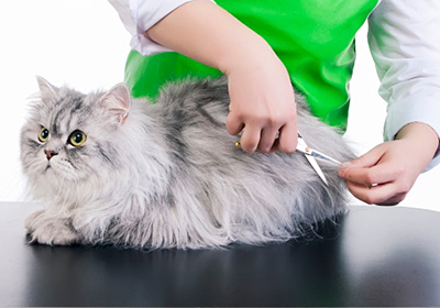 Сколько стоит стерилизовать кошку омске
