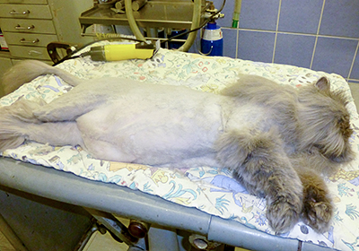 Сколько стоит удалить когти кошке в новосибирске