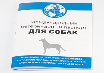Анализ крови у кошки в иркутске