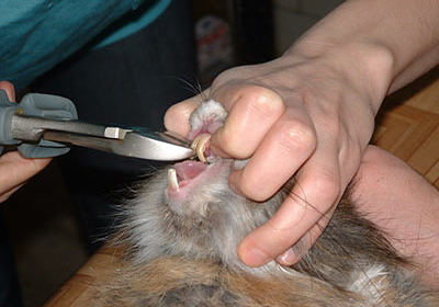 Сколько стоит стерилизация кошки в бийске