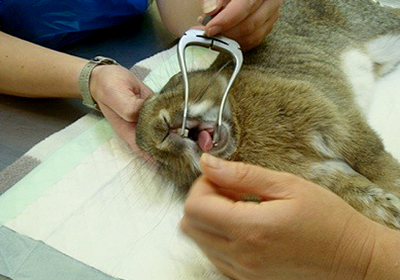 Сколько стоит стерилизация кошек барнаул