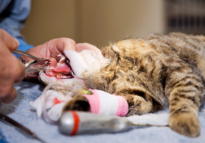 Сколько стоит стерилизация кошек кемерово