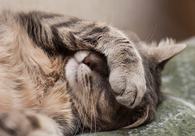 Сколько стоит усыпить кошку в ветклинике в новокузнецке