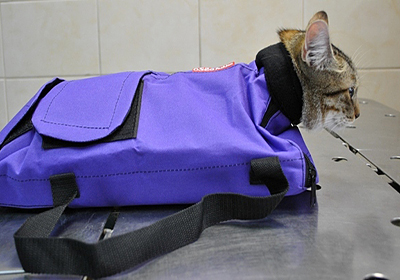 Сколько стоит стерилизация кошки новосибирск
