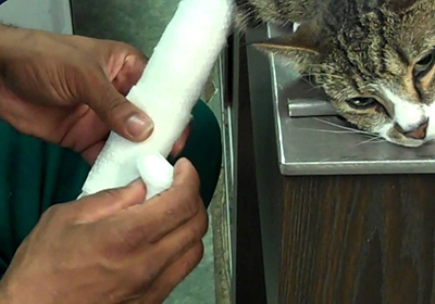 Сколько стоит удалить когти кошке в красноярске