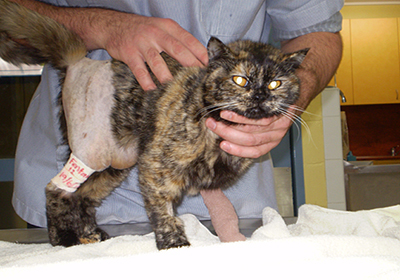 Сколько стоит стерилизация кошки красноярске