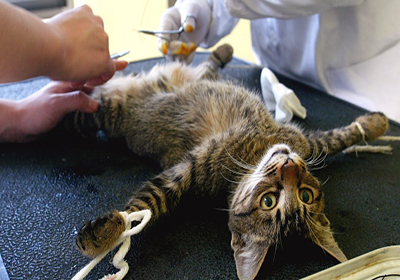 Сколько стоит стерилизация кошек в прокопьевске