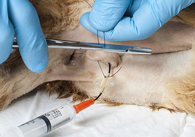Сколько стоит стерилизация кошки бердск