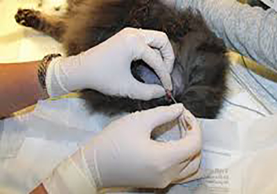 Анализ крови у кошки цена в красноярске