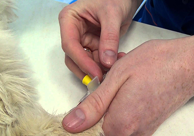 Сколько стоит стерилизовать кошку иркутск