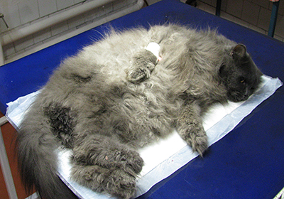 Сколько стоит стерилизация для кошек в красноярске