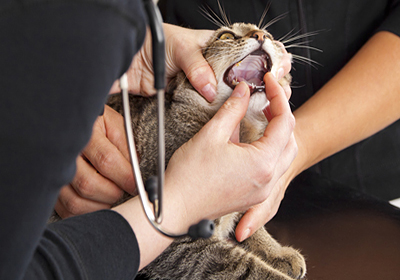 Лечение зубов у кошек в новосибирске
