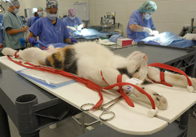 Сколько стоит рентген для кошки в омске
