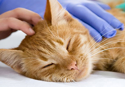 Сколько стоит стерилизация кошки красноярске
