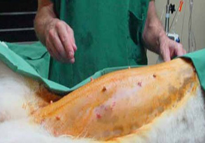 Сколько стоит стерилизовать кошку в новокузнецке