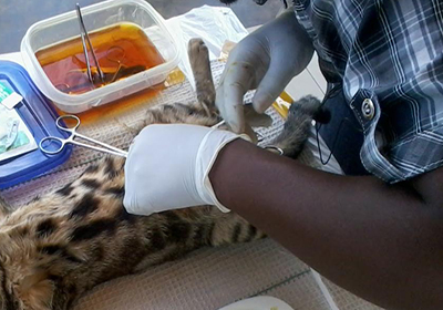 Анализ крови у кошки в иркутске