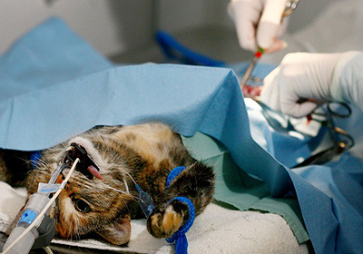 Сколько стоит удалить когти кошке в новосибирске