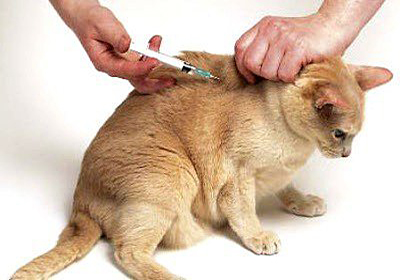 Сколько стоит стерилизация кошек кемерово