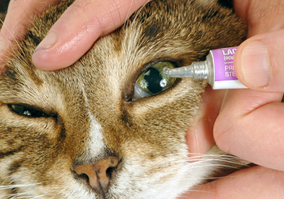 Сколько стоит стерилизация кошки в прокопьевске