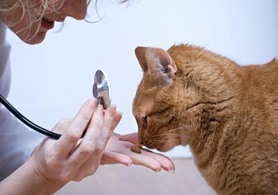 Сколько стоит стерилизация кошки бердск