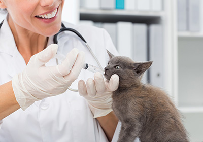 Сколько стоит стерилизация кошки в прокопьевске