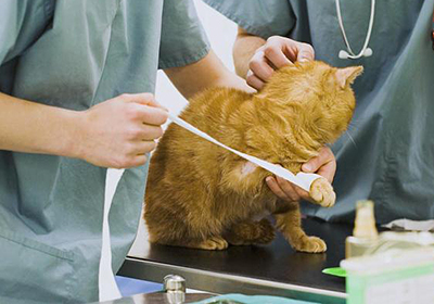 Сколько стоит стерилизация кошки в барнауле