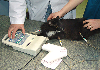 Сколько стоит стерилизовать кошку в новокузнецке